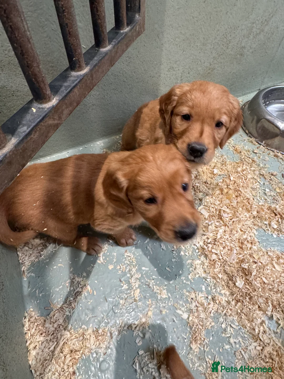 Golden Retriever dogs for sale: BEAUTIFUL GOLDEN RETRIEVERS-PARENTS HEALTH TESTED - Advert 9