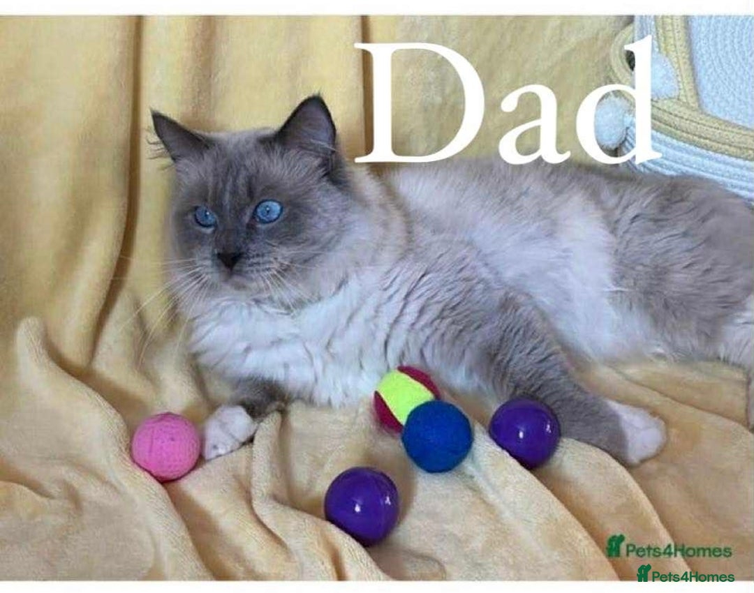 Ragdoll cats for sale: Beautiful ragdoll kittens  - Image 11
