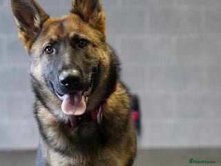 German Shepherd dogs Guard dog - Advert 2