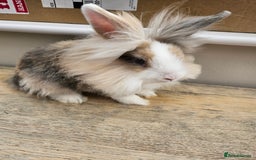 Lionhead rabbits for sale: Beautiful male lionhead rabbit  - Image 5