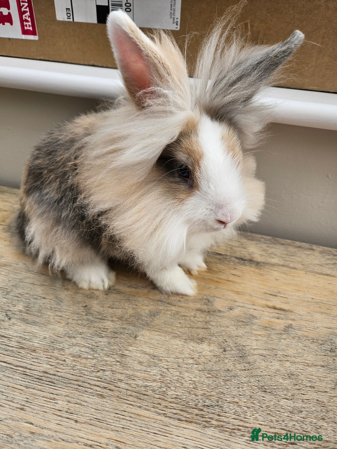 Lionhead rabbits for sale: Beautiful male lionhead rabbit  - Image 5