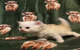 Persian cats for sale: 🌟 Trio of Precious, Purebred Persian Kittens 🌟 - Image 8