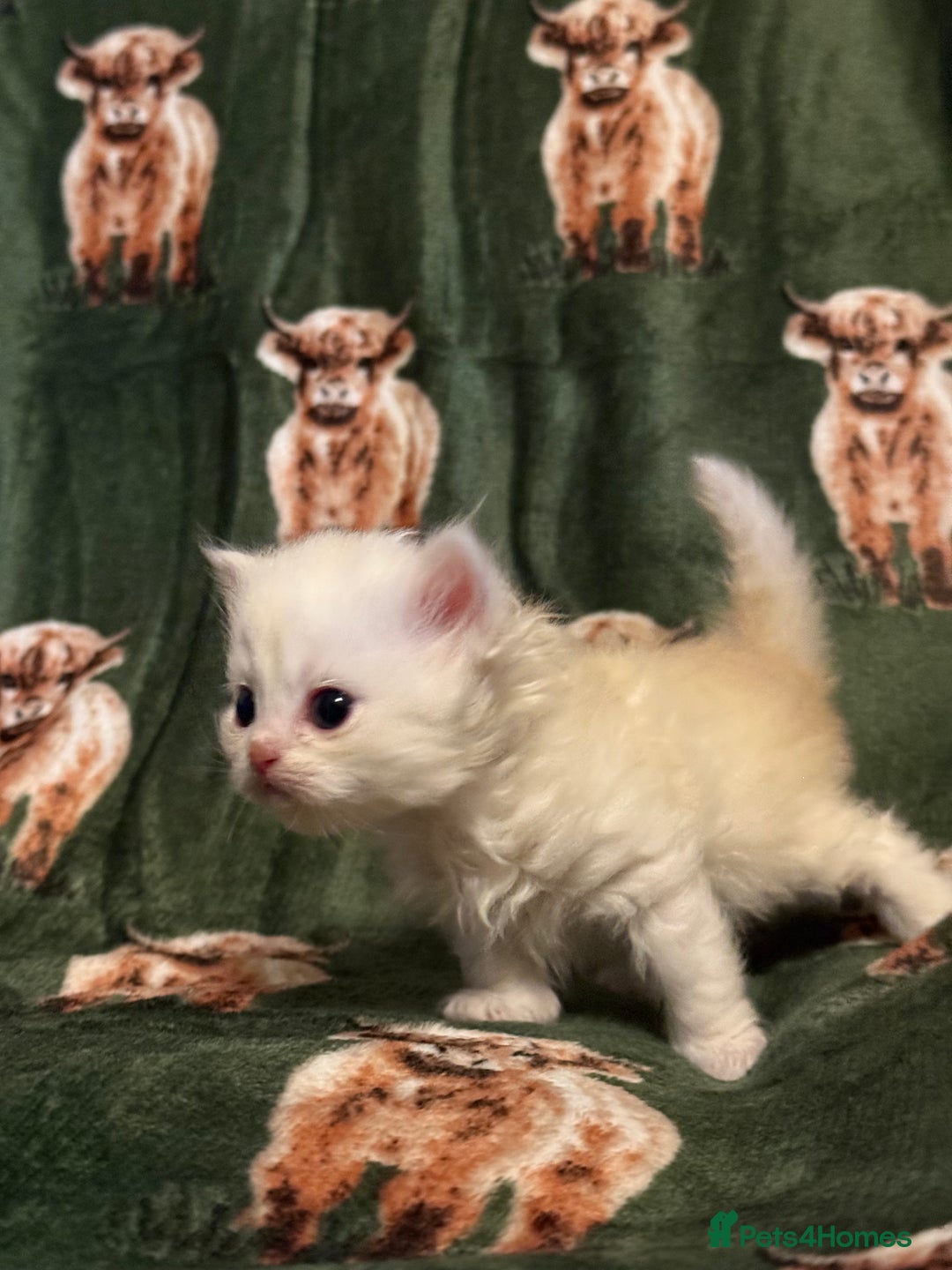 Persian cats for sale: 🌟 Trio of Precious, Purebred Persian Kittens 🌟 - Image 8