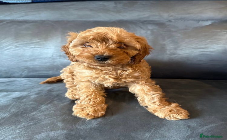 Cavapoo dogs - Advert 1