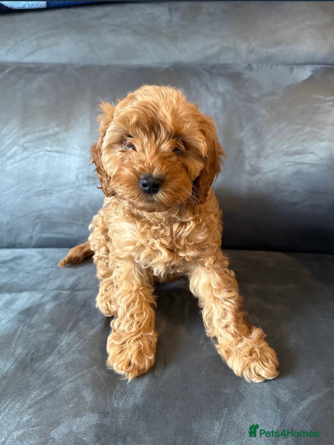 Cavapoo dogs for sale: Cavapoo F1B with extras - Image 1