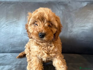 Cavapoo dogs for sale - Advert 1
