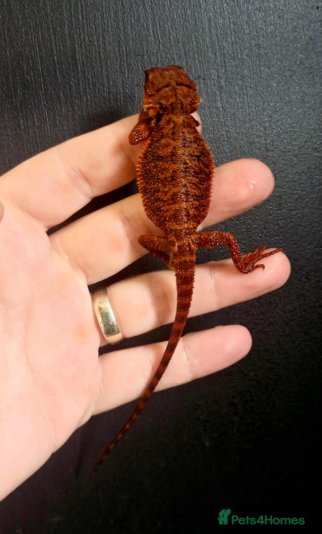 Bearded Dragon reptiles for sale: Pogona vitticeps + vitticeps/Barbata hybrids - Image 30