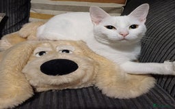 Khao Manee cats for sale: Kittens mixed khao Manee  - Advert 3