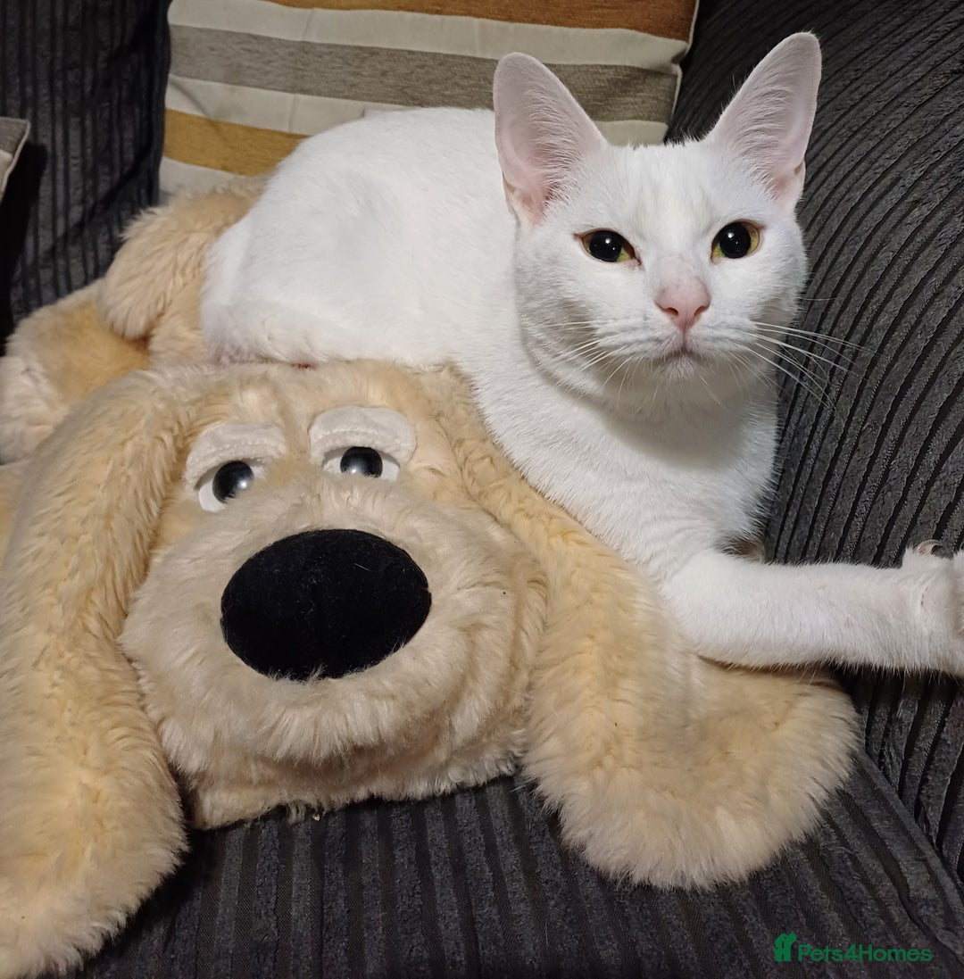 Khao Manee cats for sale: Kittens mixed khao Manee  - Advert 3