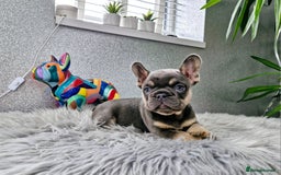 French Bulldog dogs for sale: Beautiful french bulldog puppies  - Image 5