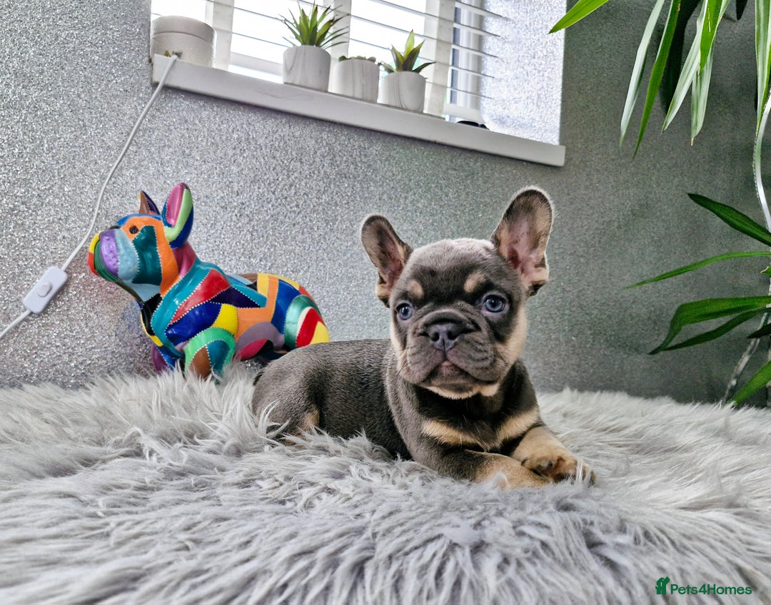 French Bulldog dogs for sale: Beautiful french bulldog puppies  - Image 5