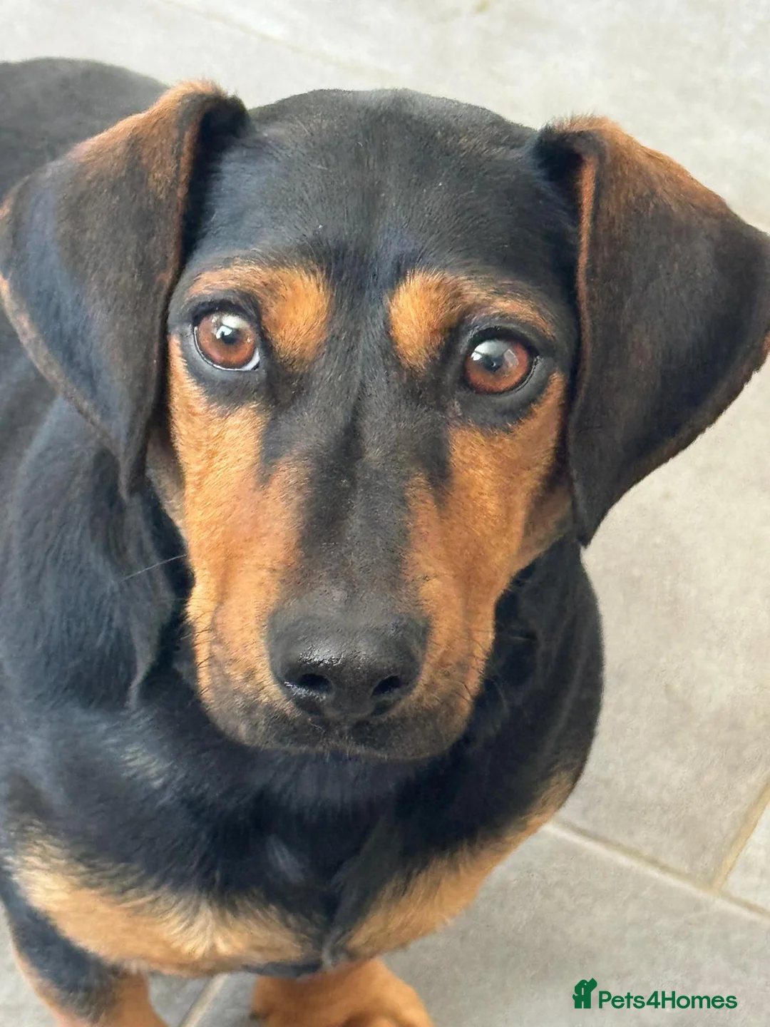 Mixed Breed dogs for adoption: SWEET Kitty Looking for LOVE - Advert 4