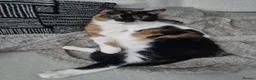 Domestic Shorthair cats for sale: Rehoming Amber 5yo Female Cat in Aberdeen - Advert 6
