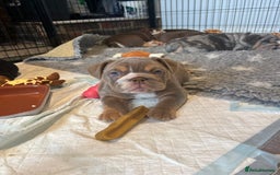 English Bulldog dogs for sale: One Beautiful Cuddly Girl Left 🏠💗 - Image 28
