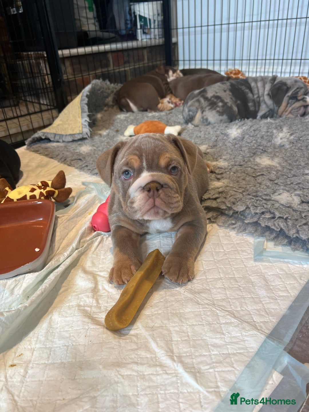 English Bulldog dogs for sale: One Beautiful Cuddly Girl Left 🏠💗 - Image 28