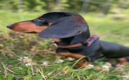 Miniature Dachshund dogs for stud: Black and Tan Dachshund for Stud  - Image 8