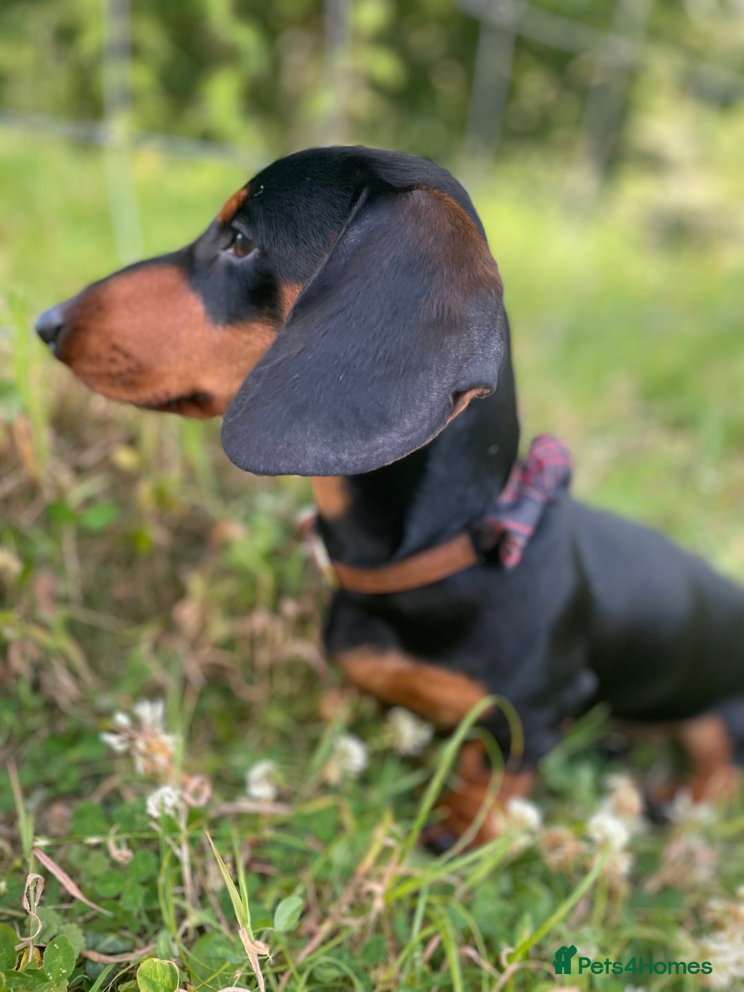 Miniature Dachshund dogs for stud: Black and Tan Dachshund for Stud  - Image 8
