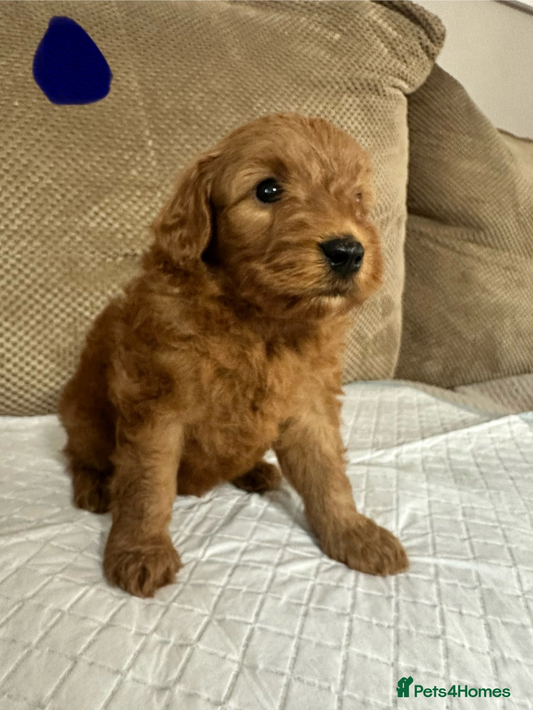 Cockapoo dogs for sale: Outstanding Cockapoos Puppies. 4 boys💙 2 girls 💗 - Image 26