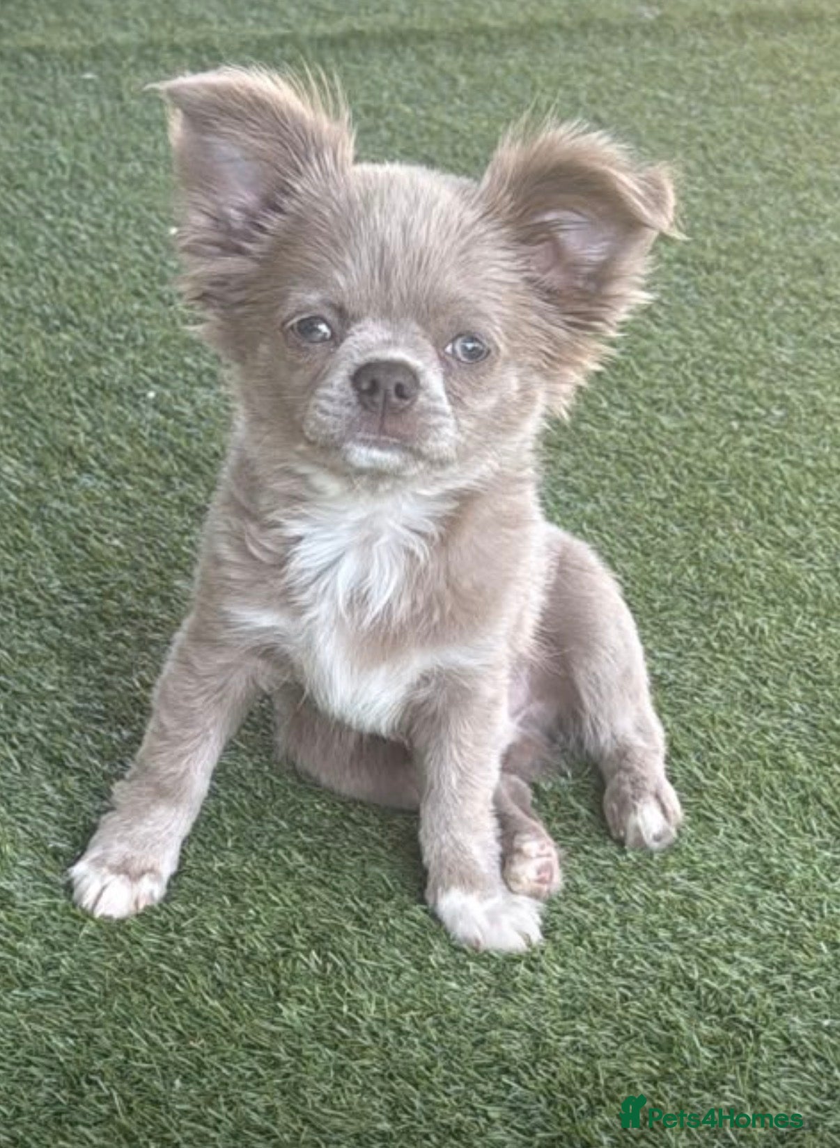 Chihuahua dogs Longcoat apple head chihuahua Russian blood lines - Advert 1