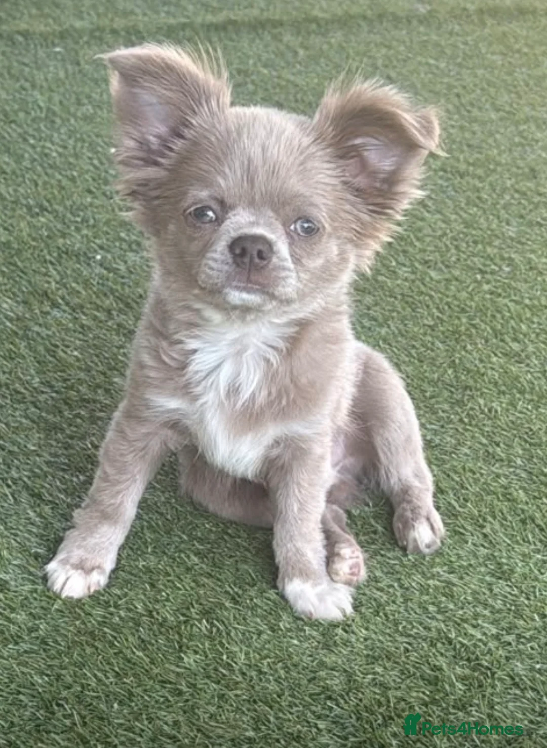 Chihuahua dogs for sale: Longcoat apple head chihuahua Russian blood lines - Advert 1