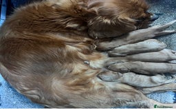 Cavapoo dogs for sale: Last beautiful boy health checked 🥰 - Image 8