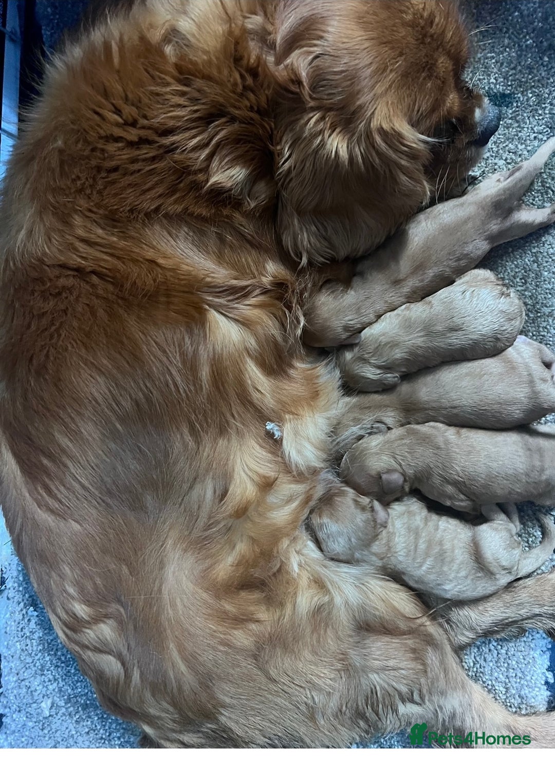 Cavapoo dogs for sale: Last beautiful boy health checked 🥰 - Image 8