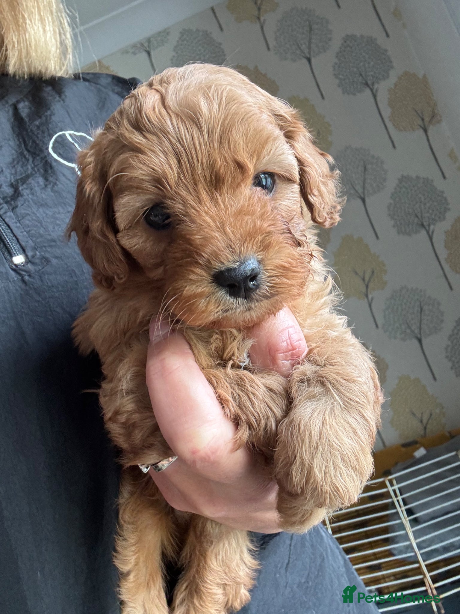 Cavapoo dogs One beautiful boy left  - Advert 18