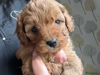 Cavapoo dogs One beautiful boy left - Advert 2