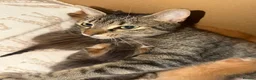 Mixed Breed cats for sale: Tabby ginger male kittens  - Advert 10