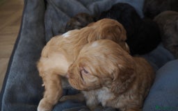 Cockapoo dogs for sale: Gorgeous cockerpoo  puppies for sale  - Image 19