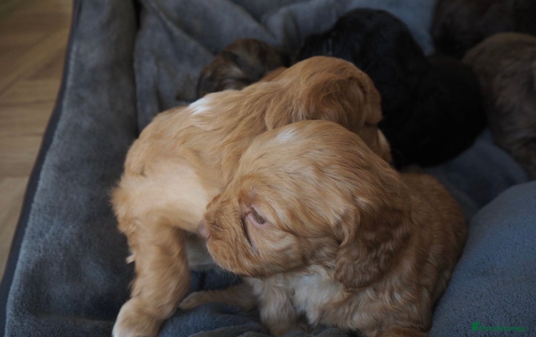 Cockapoo dogs for sale: Gorgeous cockerpoo  puppies for sale  - Image 19