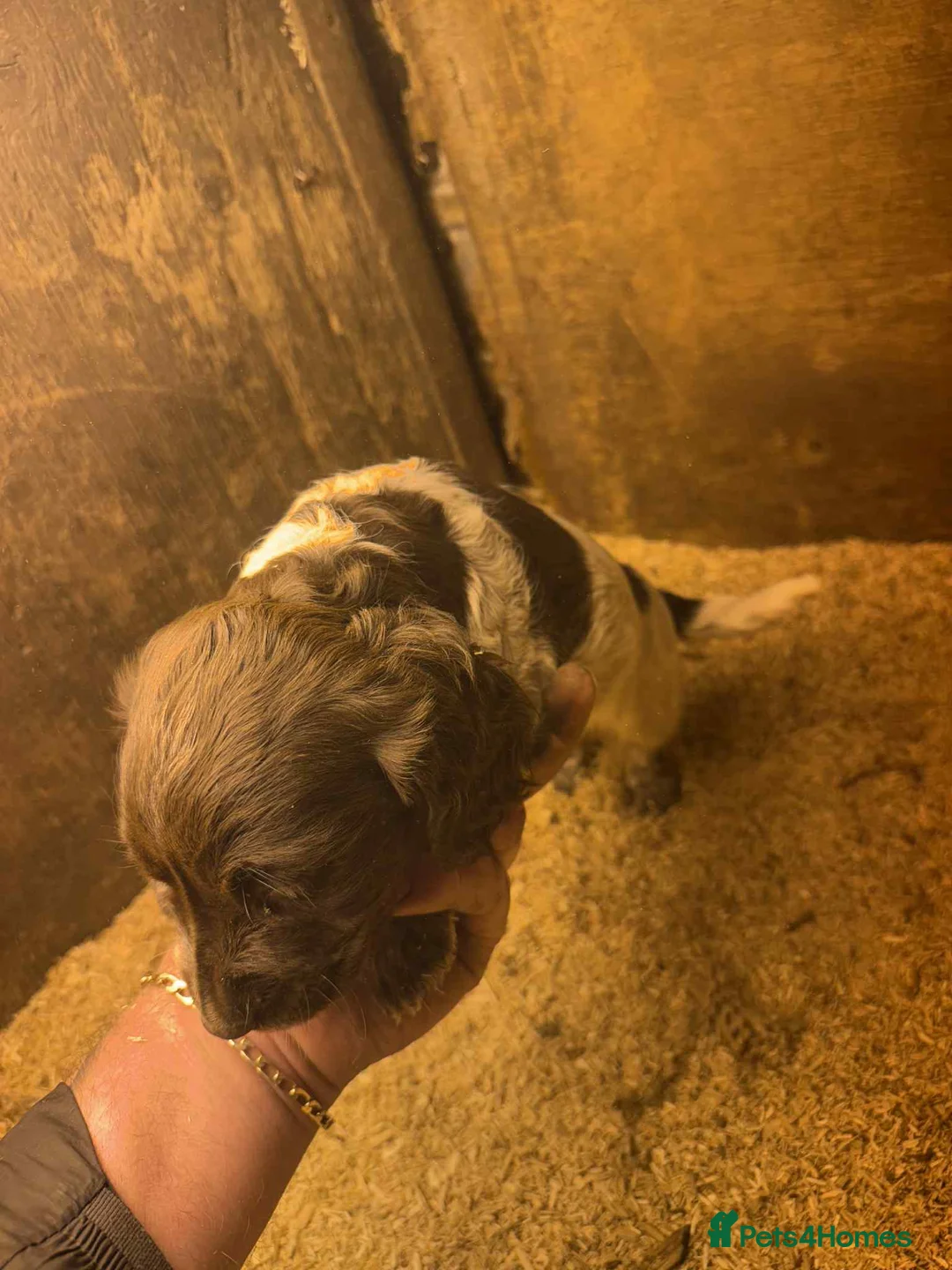 Cocker Spaniel dogs for sale: Cocker spaniel puppies show cocker x working cocke - Advert 7