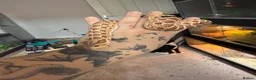 Snake reptiles for sale: Hognose with full set up  - Advert 3