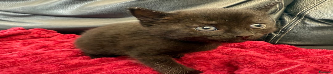 Domestic Shorthair Kitten 2
