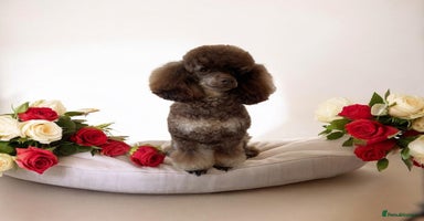 Toy Poodle dogs ***Kc chocolate phantom none fading *** in Retford - Advert 5