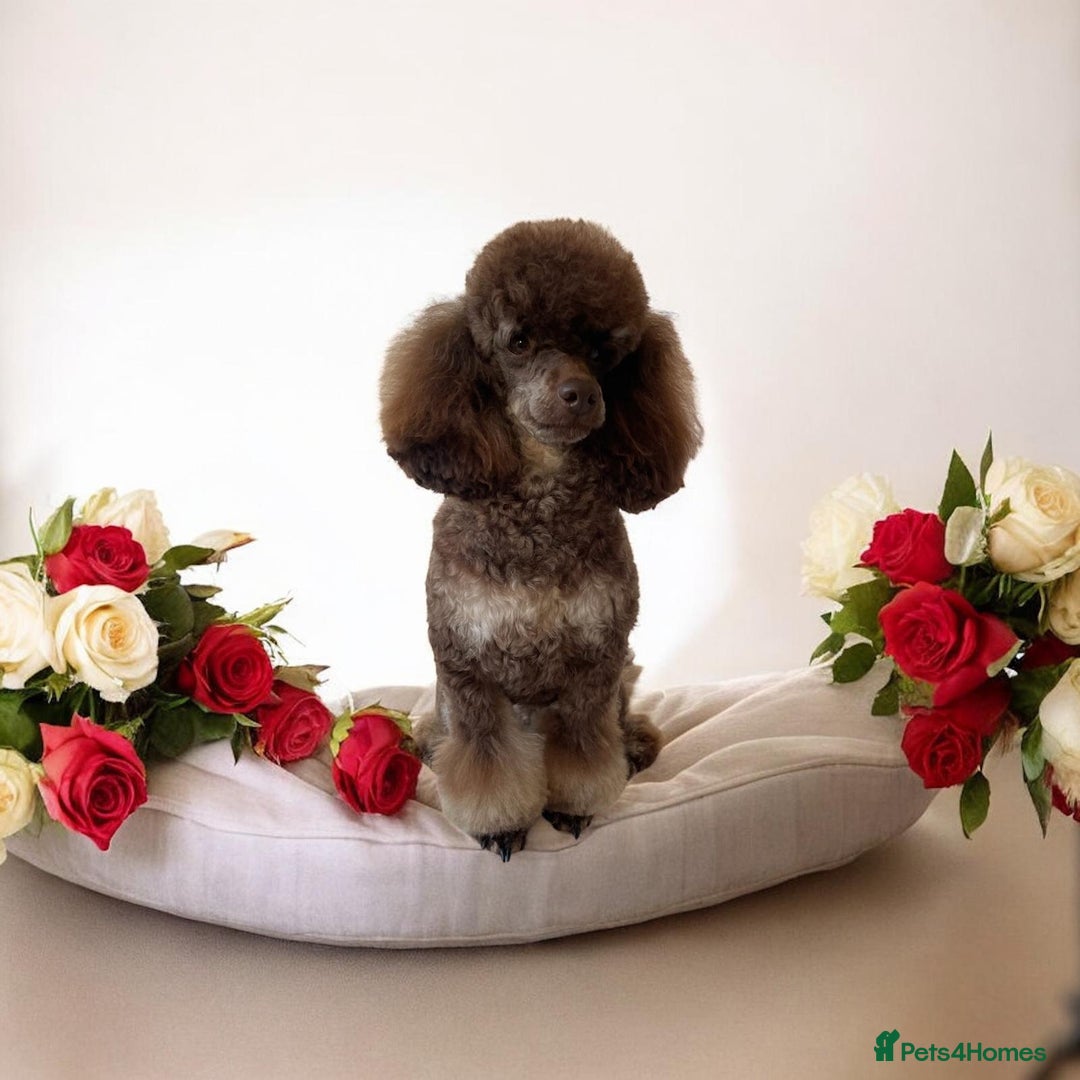 Toy Poodle dogs for stud: ***Kc chocolate phantom none fading *** in Retford - Advert 2