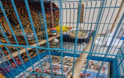 Parakeets birds for sale: Budgie for sale - Image 3