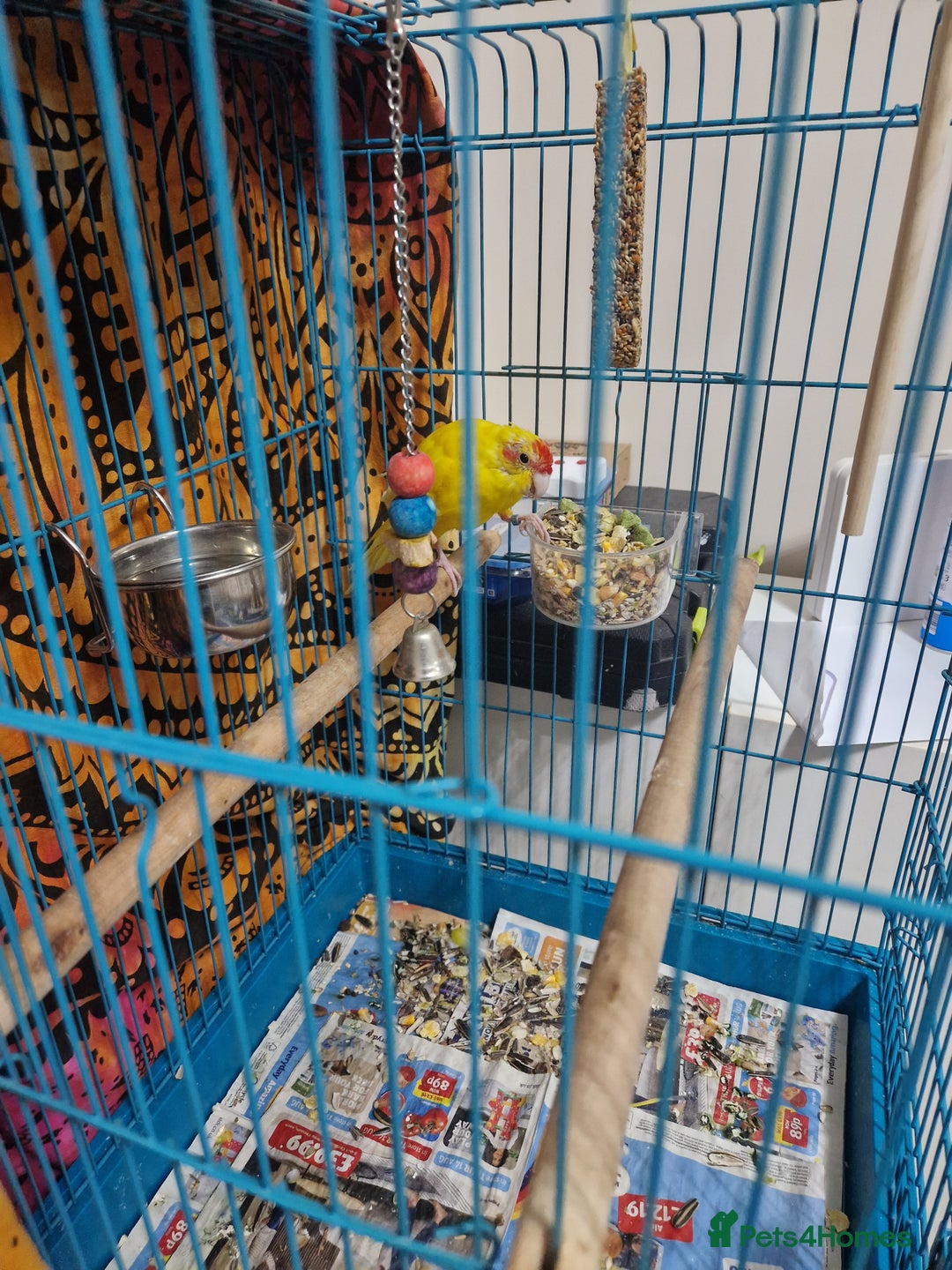 Parakeets birds for sale: Budgie for sale - Image 3