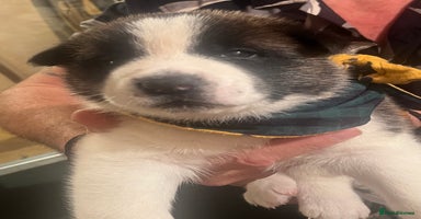 Akita dogs - Advert 11