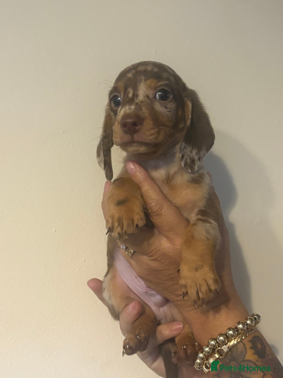 Dachshund dogs for sale: Miniature chocolate dachshund  - Image 1