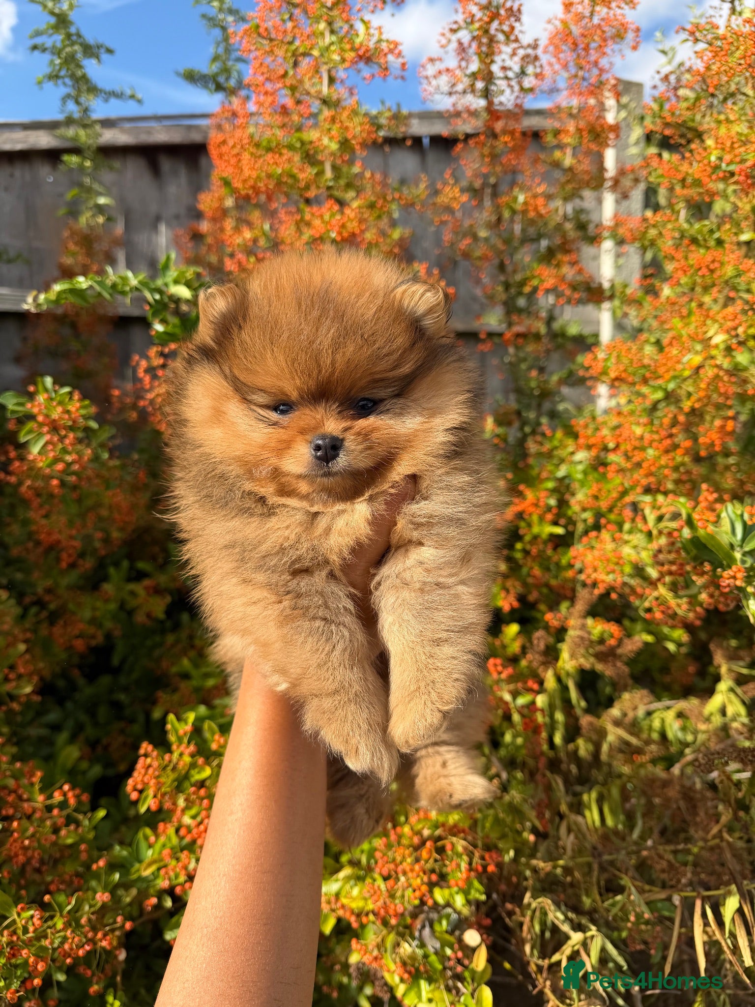 Pomeranian dogs Top quality teddy bear Pomeranian boys  - Advert 2