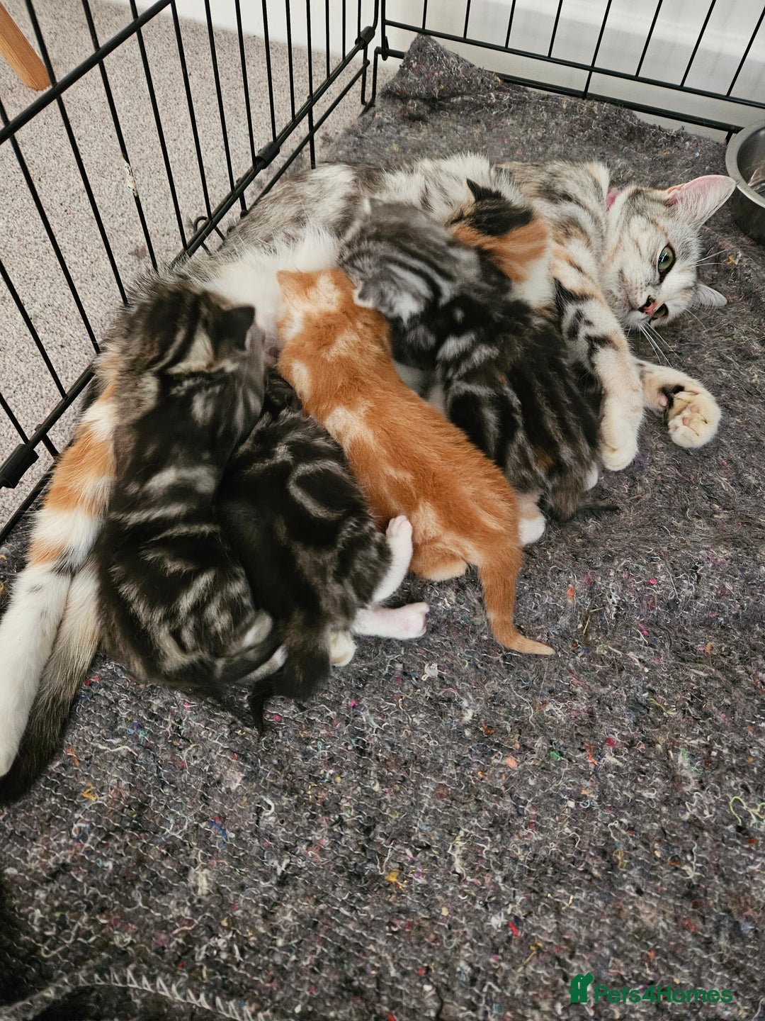 Mixed Breed cats for sale: Chinchilla Persian cross kittens  - Image 9