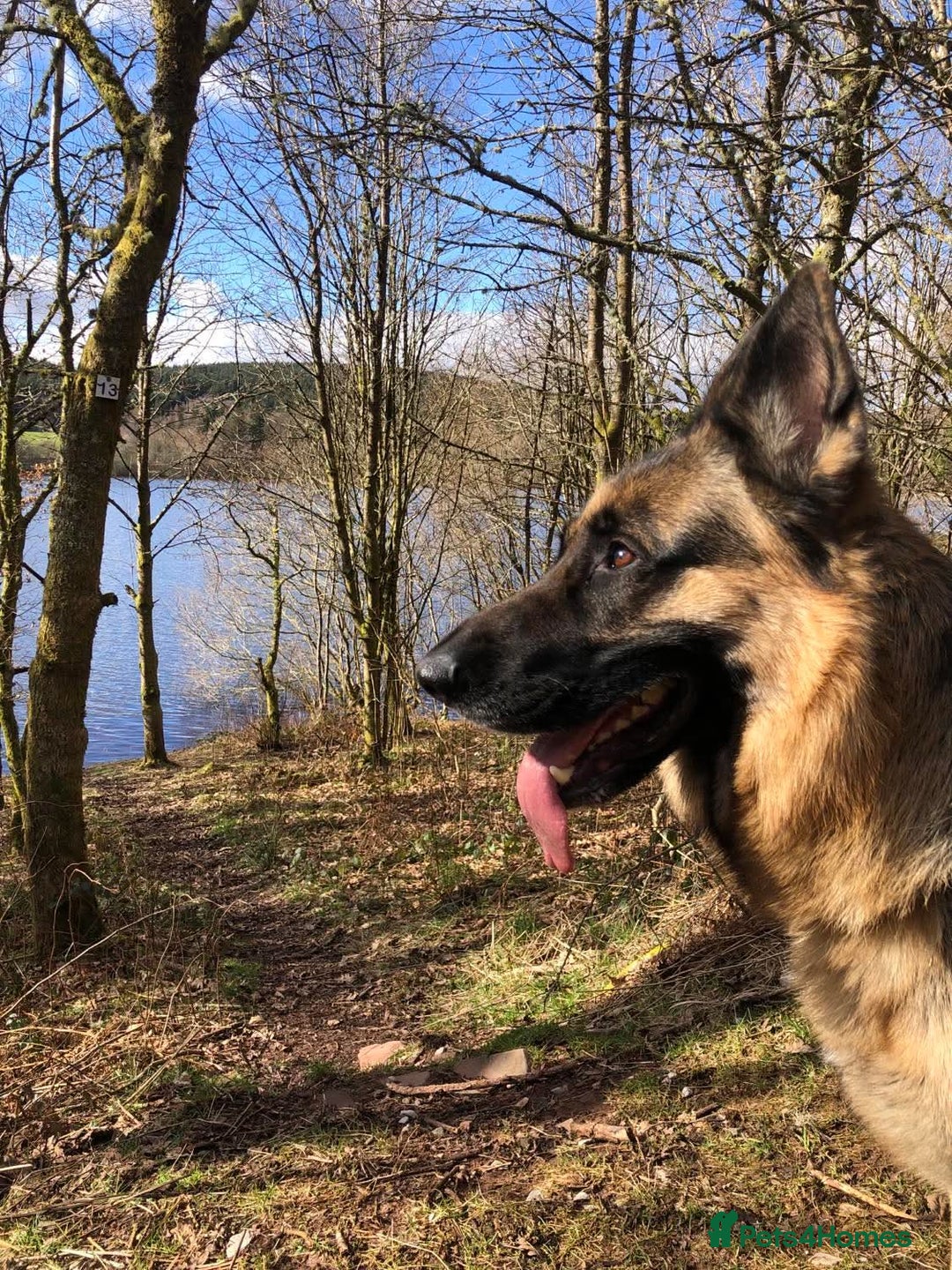 German Shepherd dogs for sale: Beautiful German Shepherd Puppies - Image 4