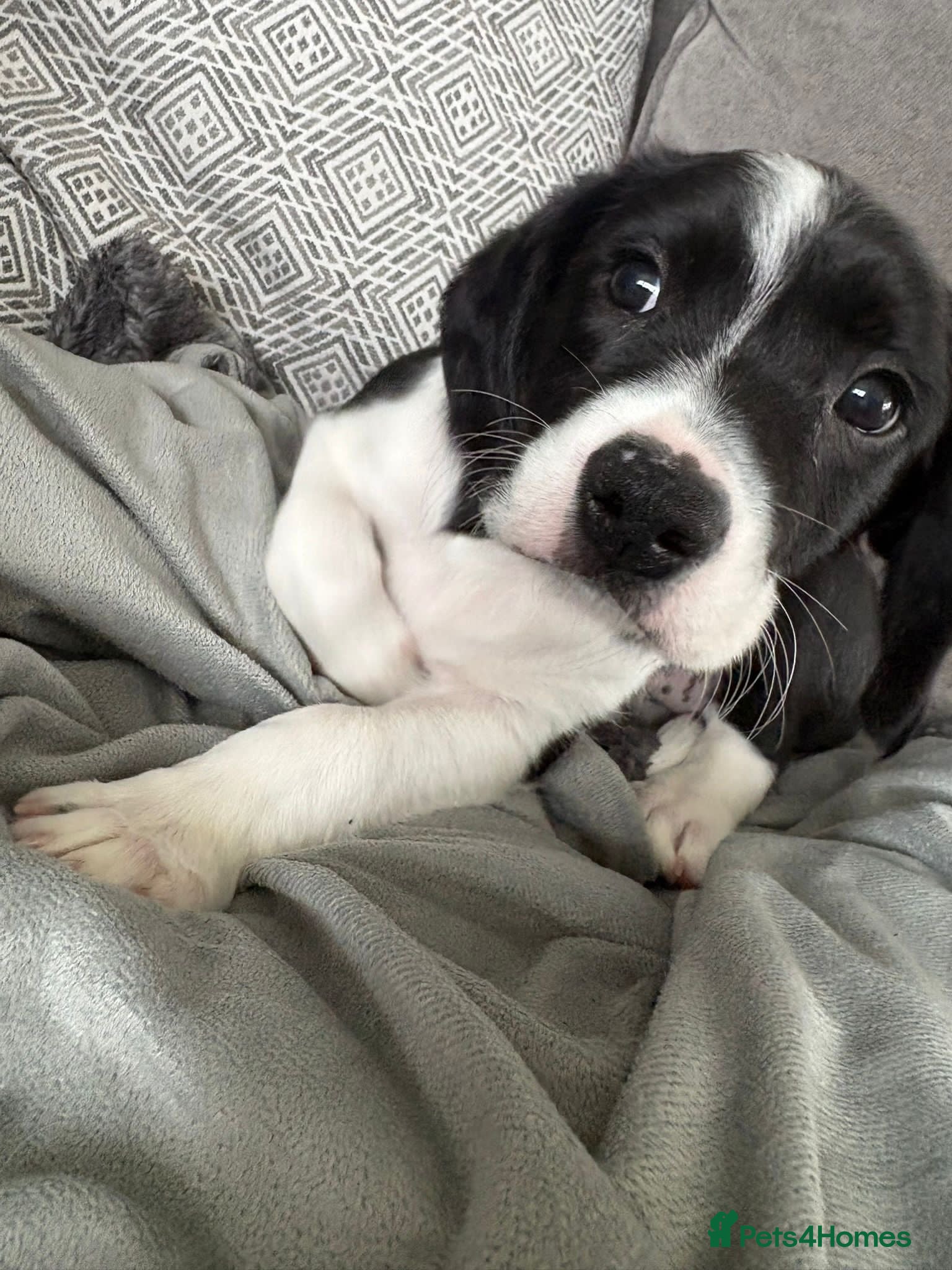 Mixed Breed dogs CavaCollie Puppy - Advert 2