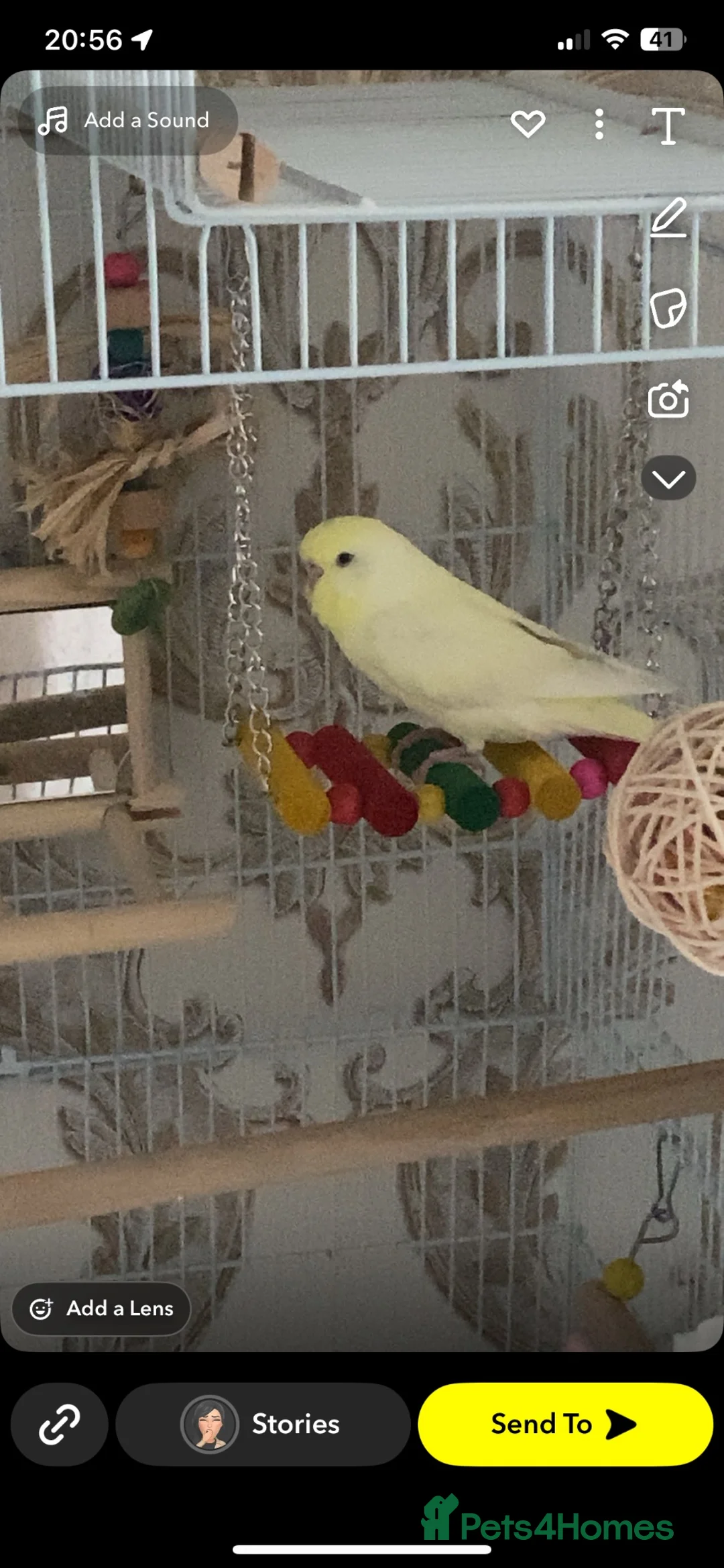 Budgerigars birds for sale: Budgie for sale in Peterborough - Advert 1