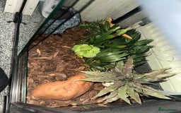 Corn Snake reptiles for sale: Corn Snake - Image 6