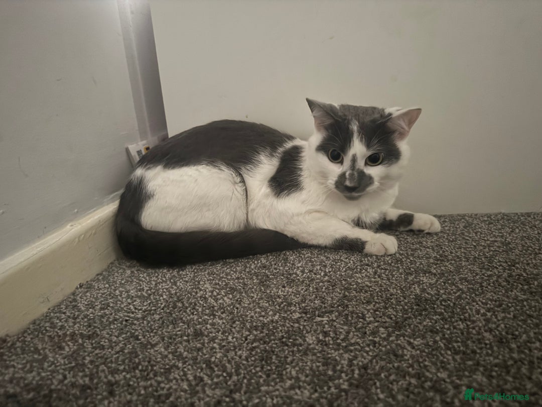 American Shorthair cats for sale: Stitch looking for a new home! - Advert 2