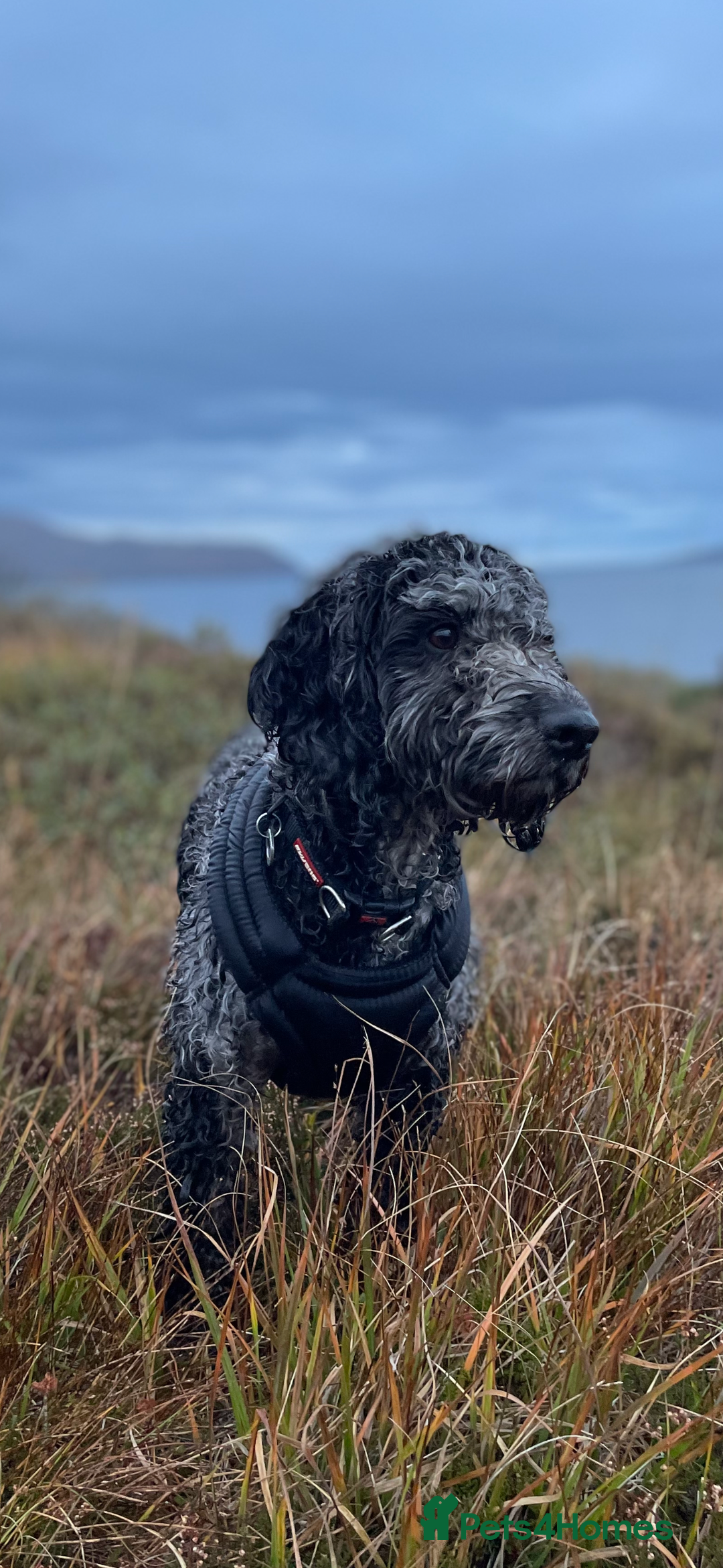 Cockapoo dogs for stud: Merle F1 Cockapoo (Proven) for stud in Penrith - Advert 9