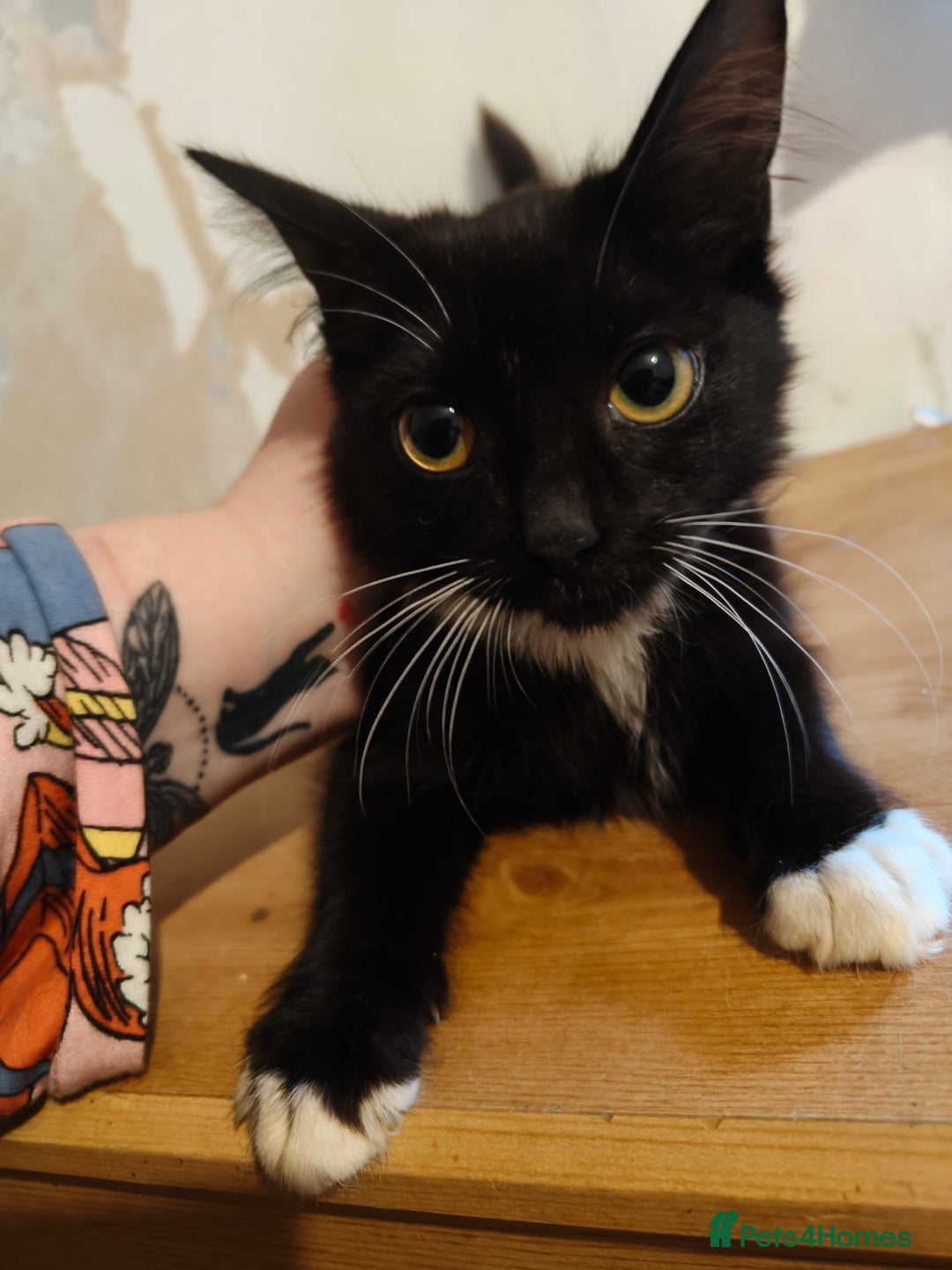 Mixed Breed cats for sale: KITTENS FOR SALE - Advert 2