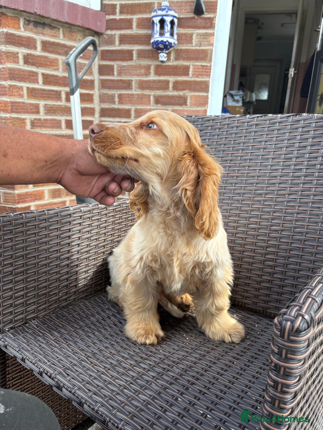 Cocker Spaniel dogs for sale: Show cocker spaniels in Doncaster - Image 31